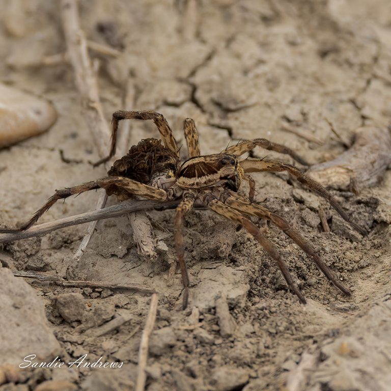 Wolf Spider