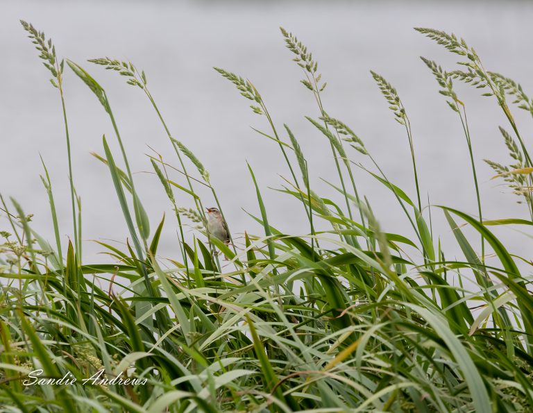 Habitat