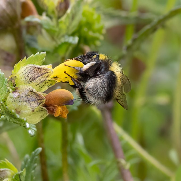 Bees