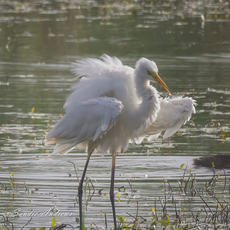 Great White Egret