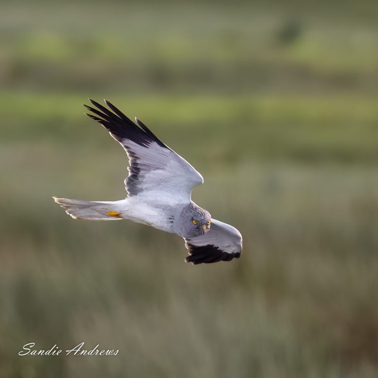Hen Harriers