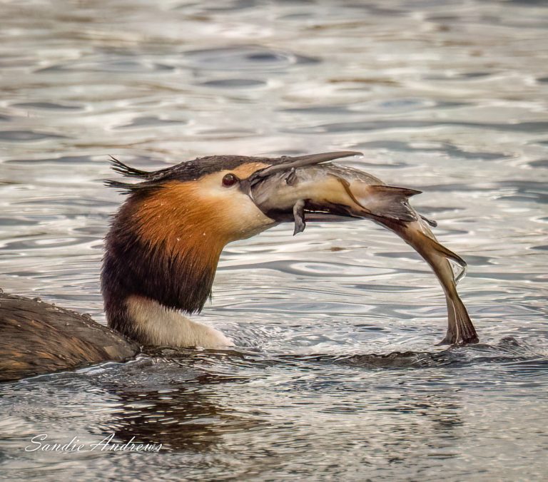 The Food Chain