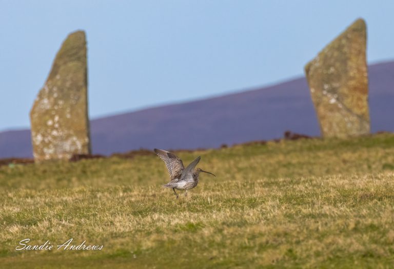 Orkney Islands