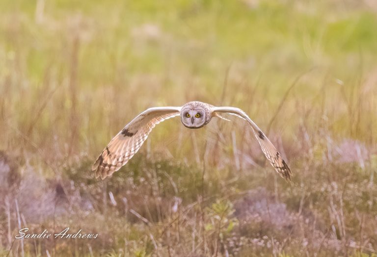 Short-eared Owl – feathers flying