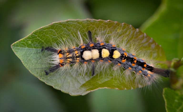 Vapourer Moth Caterpillar