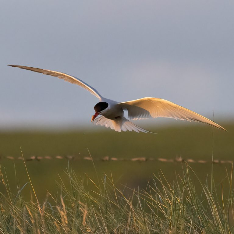 About Tern!