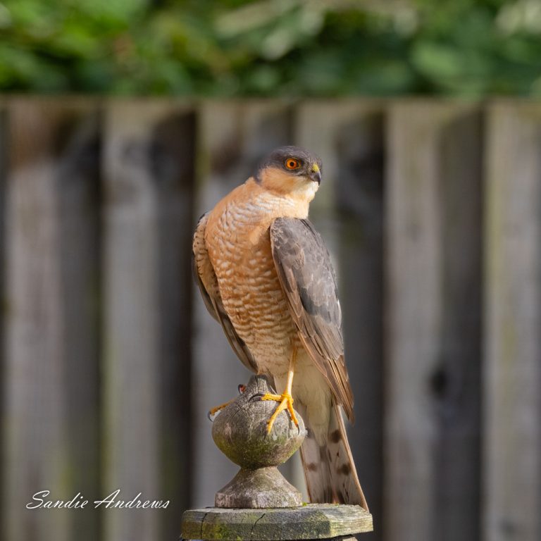 Sparrowhawk