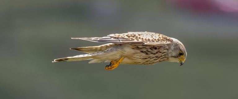 Kestrel