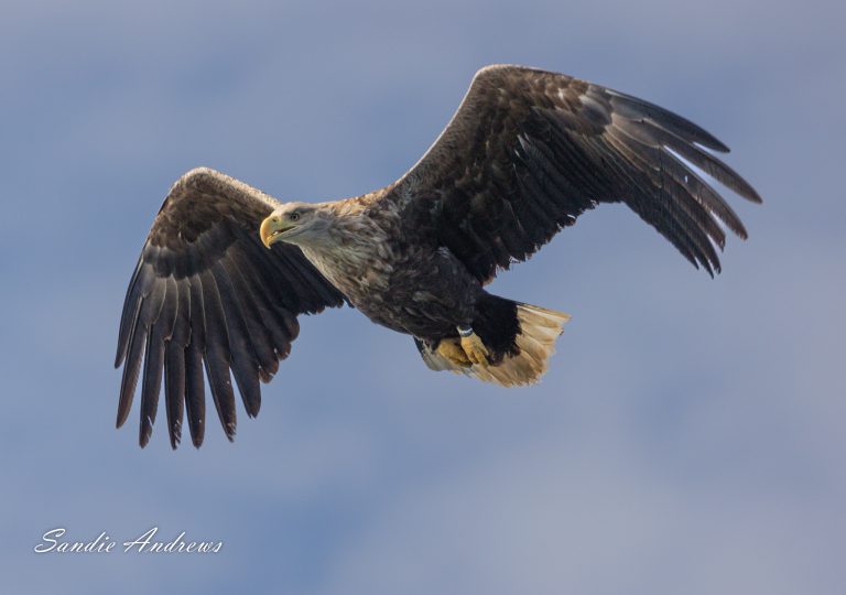 In the company of White-tailed Eagles