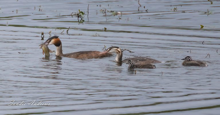 Great Crested Grebe