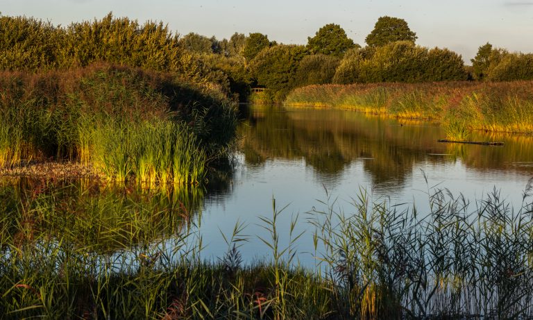 A day at RSPB Ham Wall