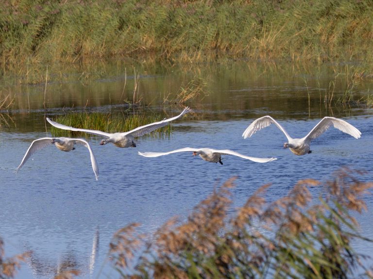 Mute Swan