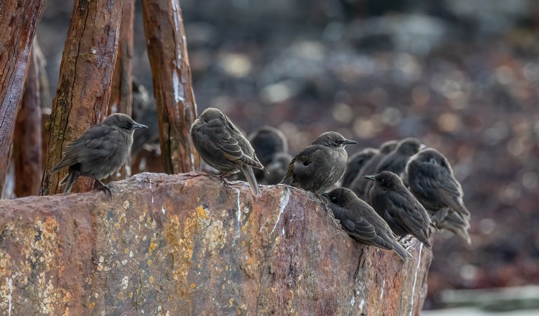 Starling