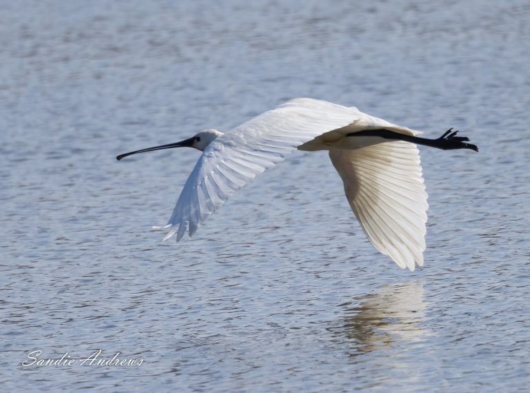 Spoonbill