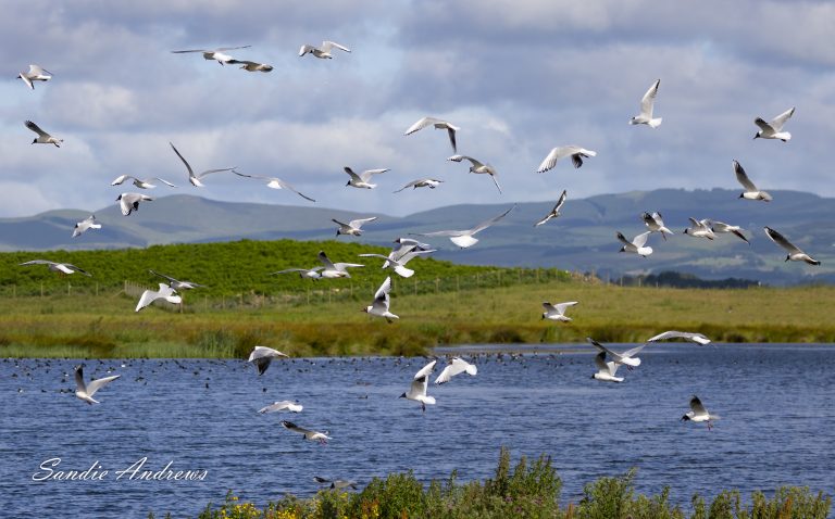 RSPB Loch Leven