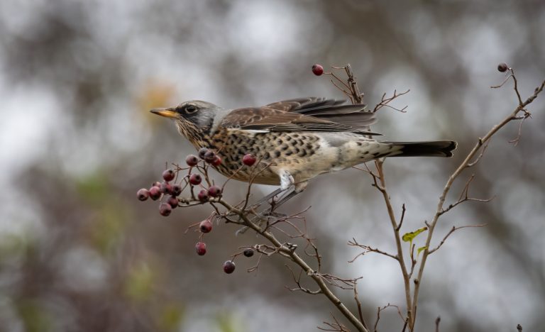 Winter thrushes