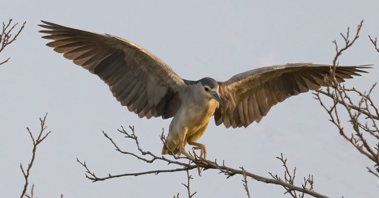 Black-crowned Night Heron