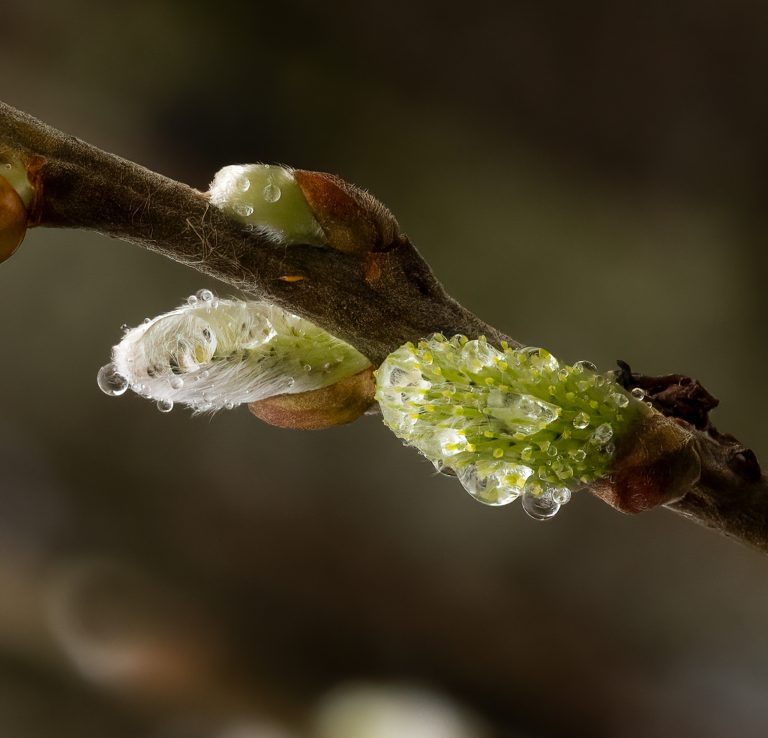 Buds of Spring