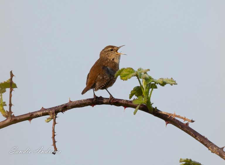 Dawn chorus