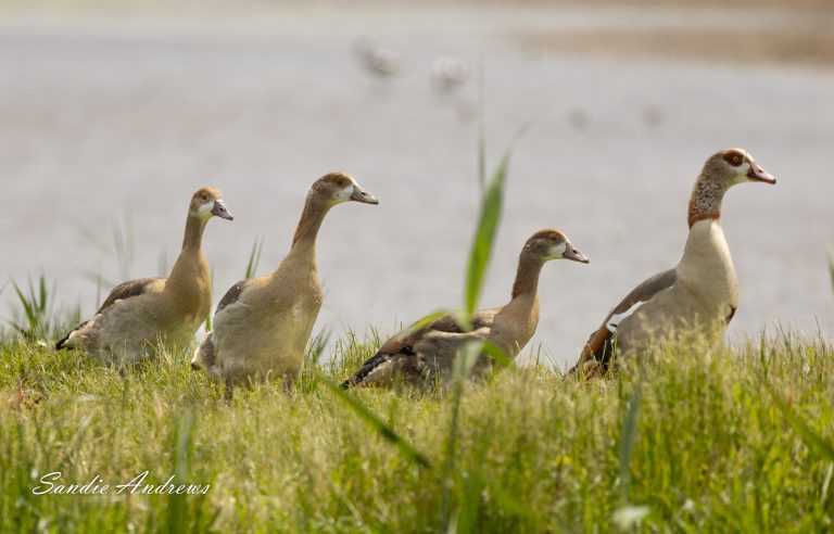 Cley Marshes