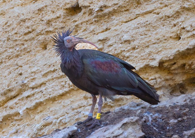 Bald Ibis