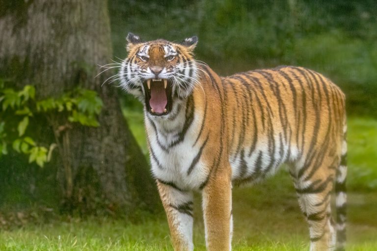 Longleat’s Tiger
