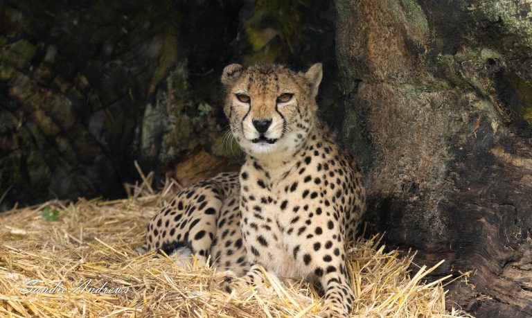 Longleat – Cheetahs and more