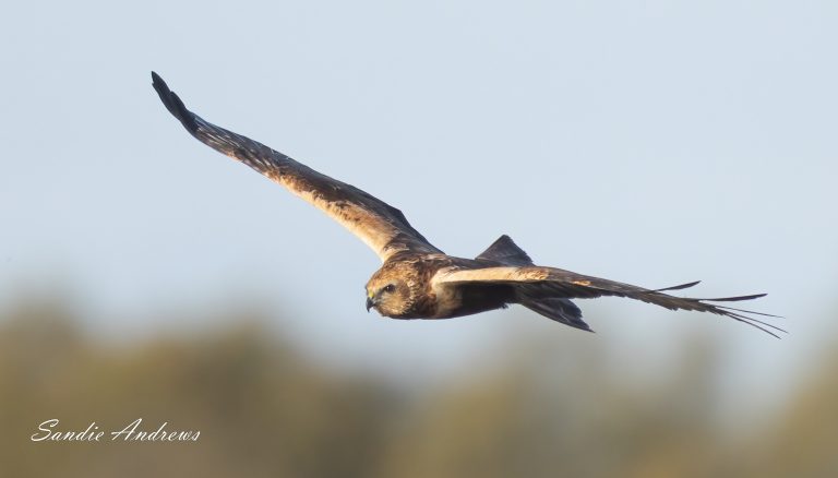 Marsh Harrier mantles a Coot