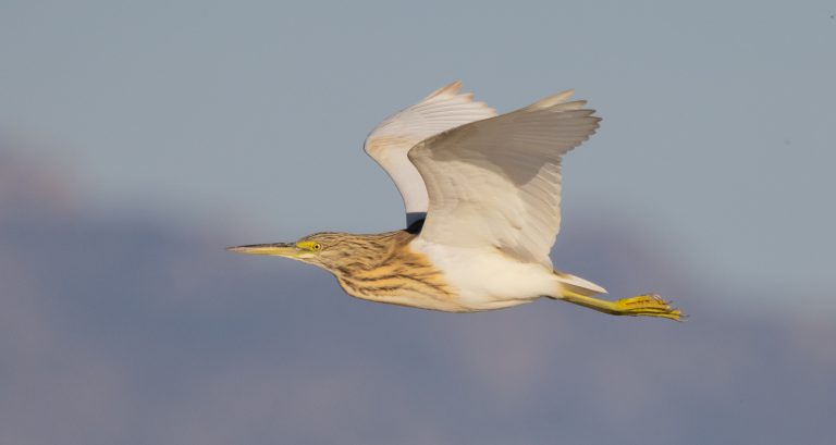 Squacco Heron