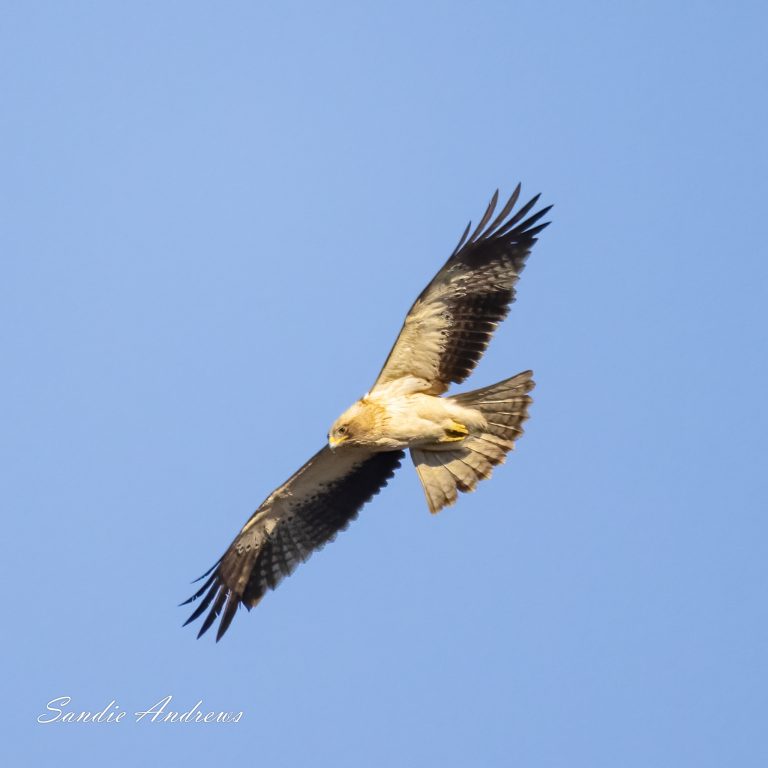 Booted Eagles