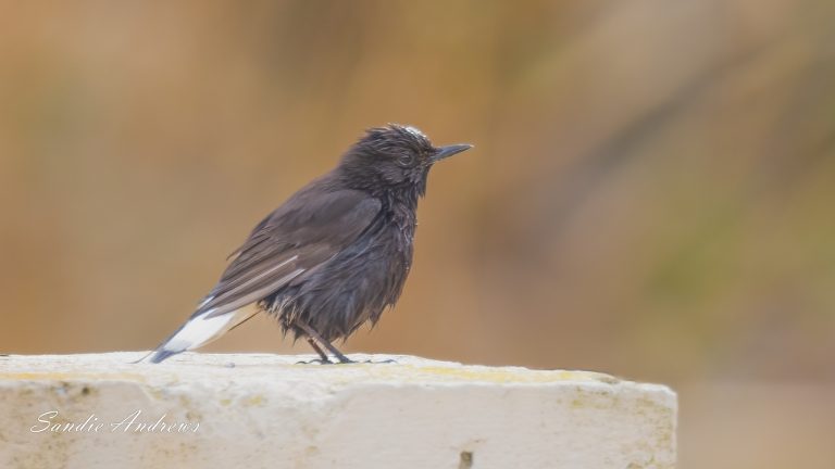 Black Wheatear