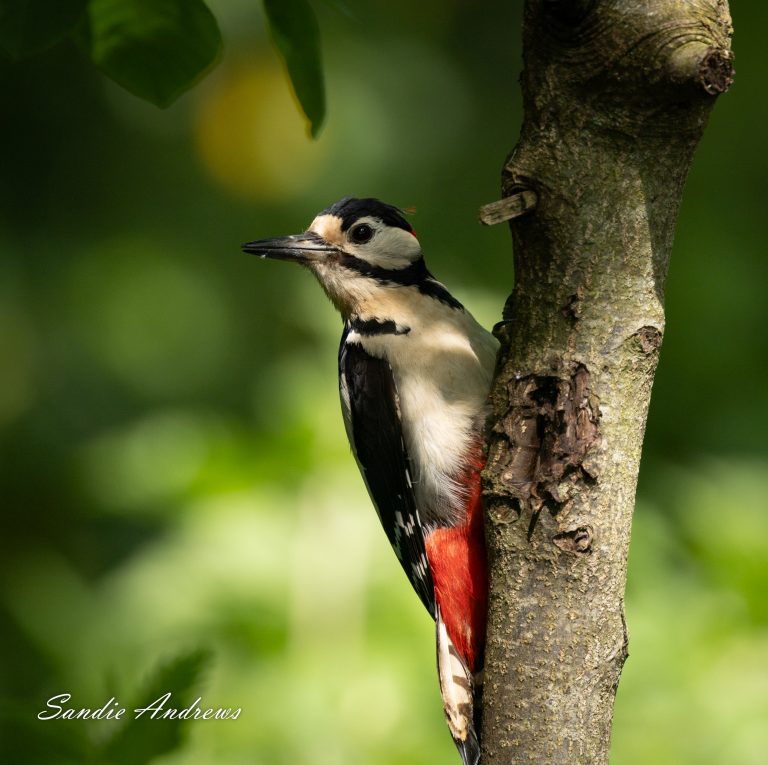 Great Spotted Woodpecker