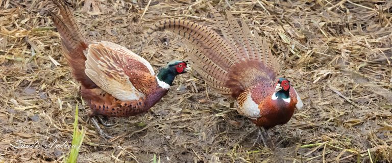 Pheasants fighting
