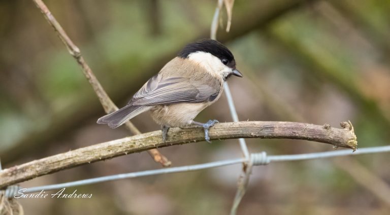 Willow Tits