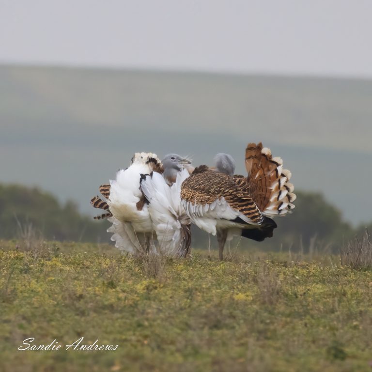 Great Bustard