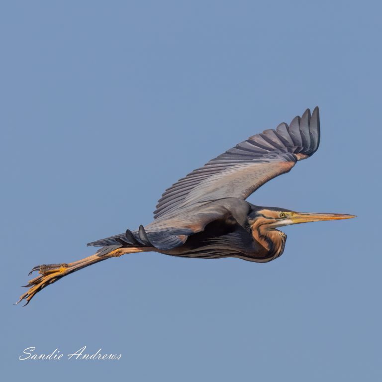 Purple Heron