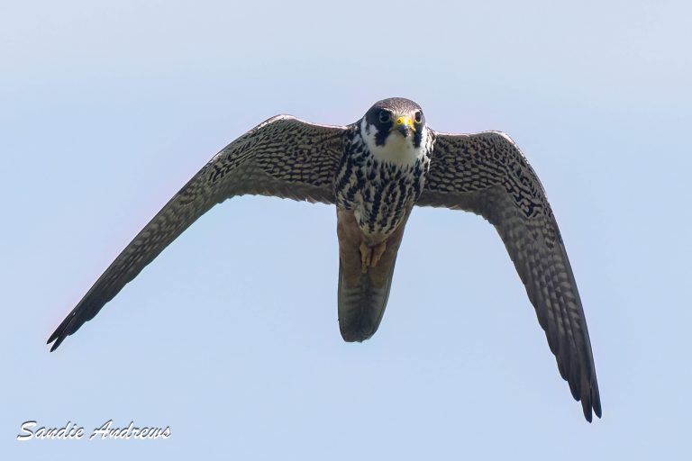 Hobby