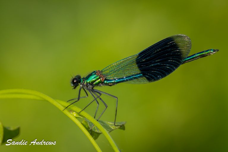 Dragonfly