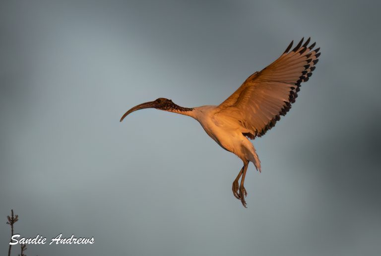 Sacred Ibis Roost