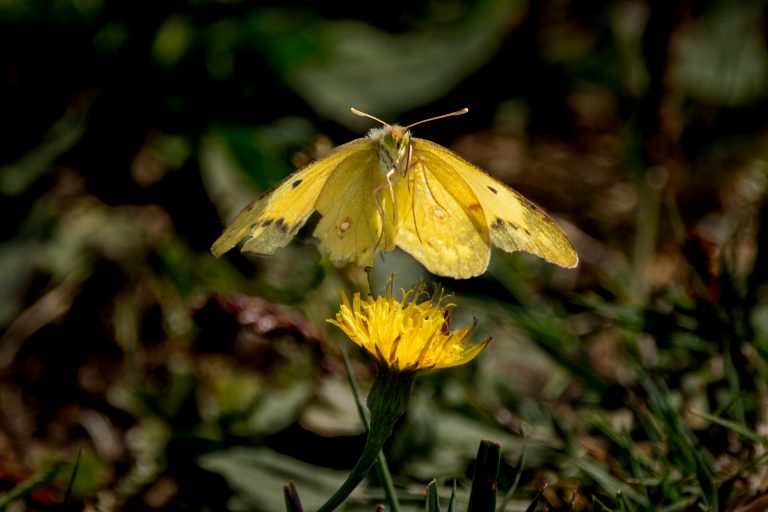 Butterflies and moths