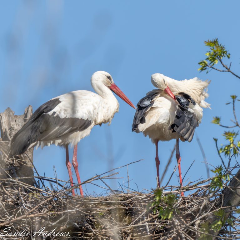Marais du Vigueirat, Carmargue