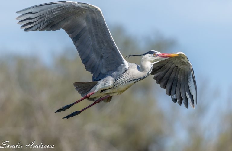 Grey Heron at Pont du Gau