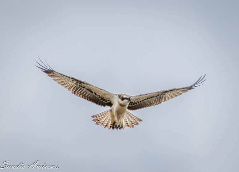 Osprey