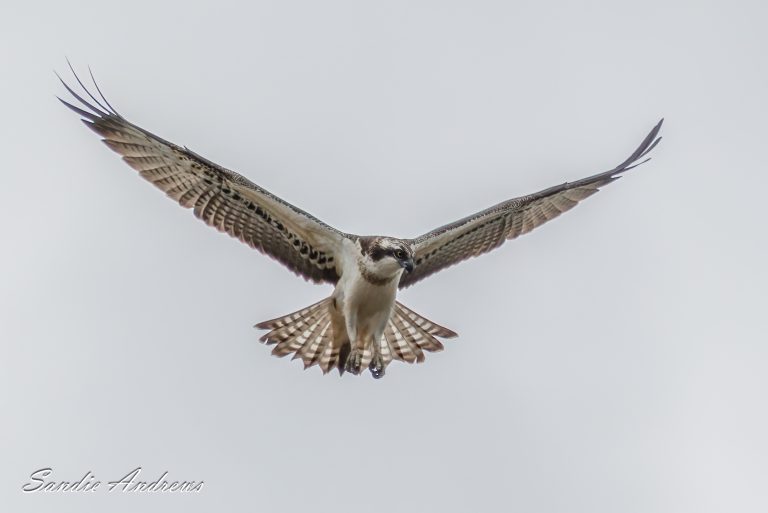 Osprey