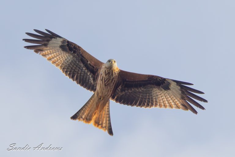 RSPB Titchwell Marsh – Christmas 2025