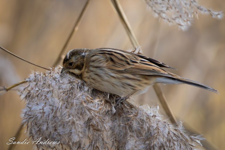 RSPB Ham Wall – Christmas 2025