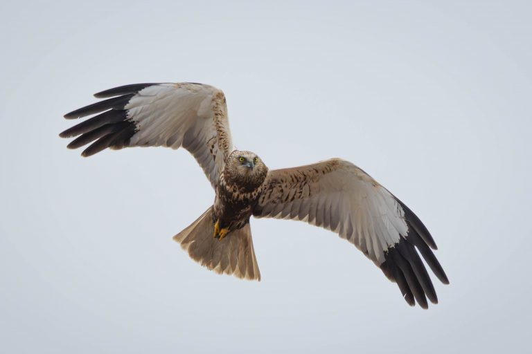 Marsh Harriers of Sebes