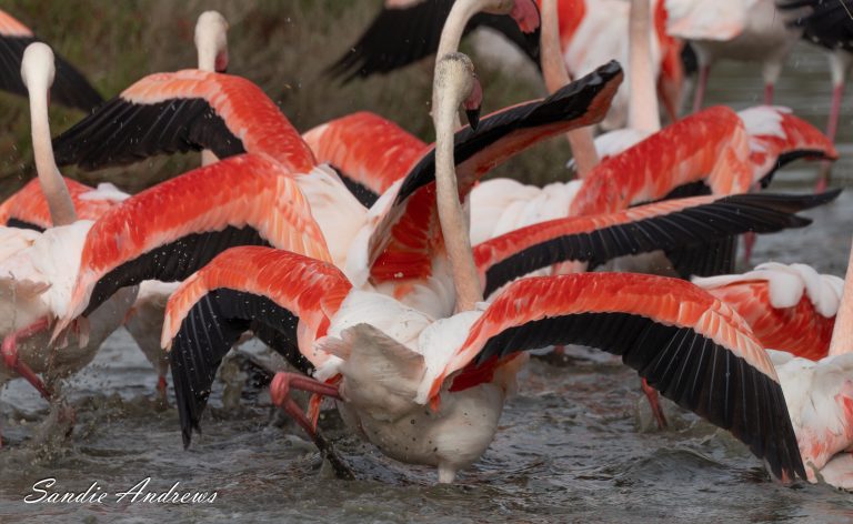 Pont du Gau, Camargue 2025