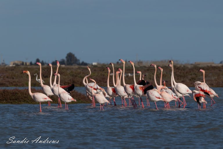 Bassa de las Tancada 2026