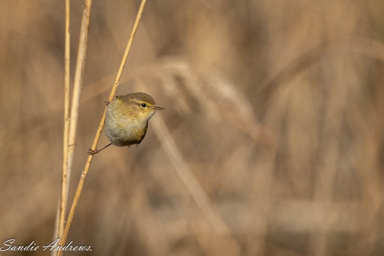 Birds of Sebes January 2026